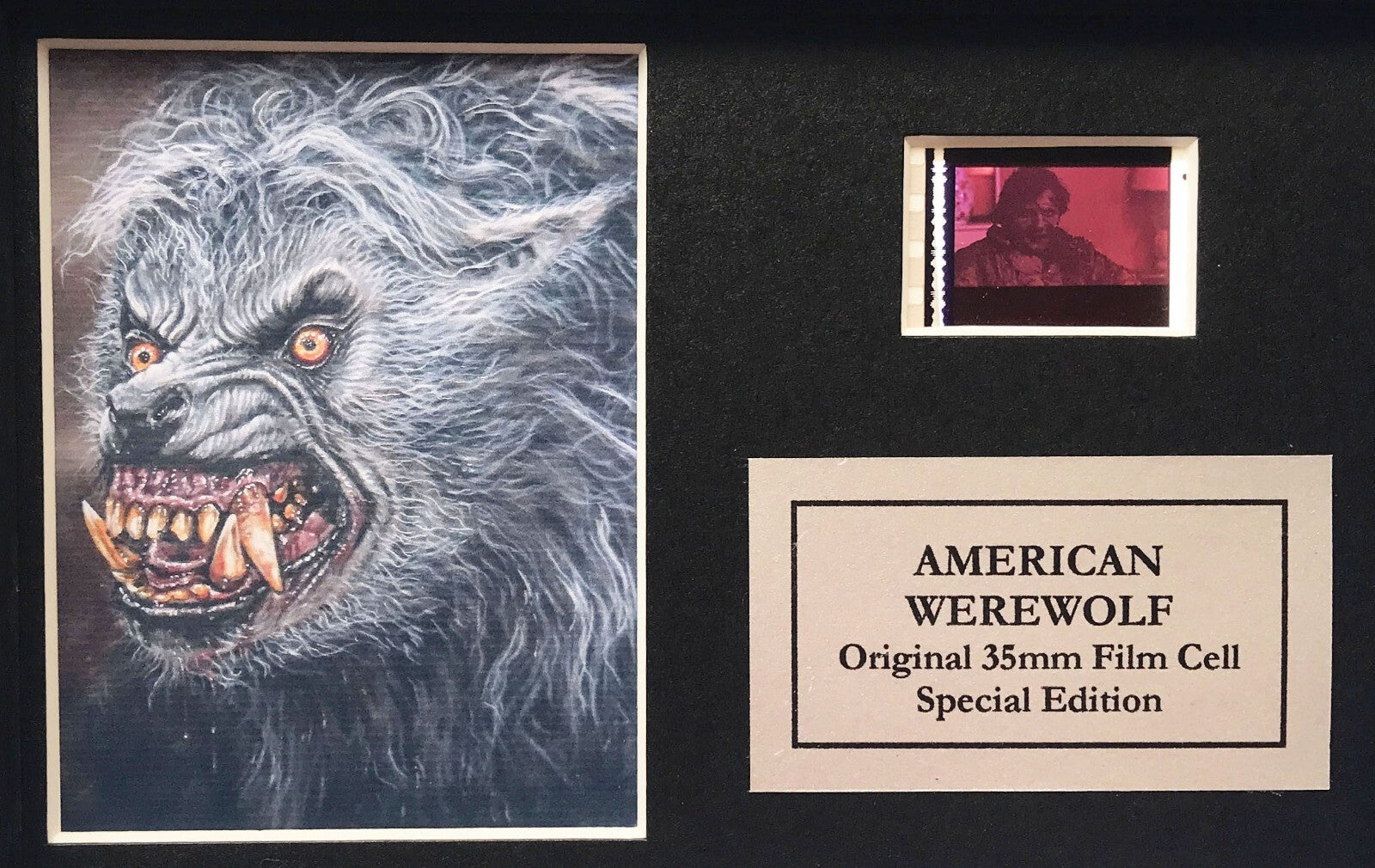 AMERICAN WEREWOLF in LONDON Original Mini 35mm film Cell Memorabilia + COA